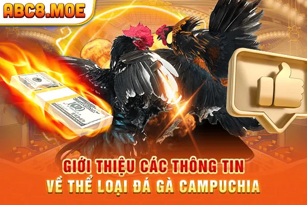 Giới thiệu các thông tin về thể loại đá gà Campuchia